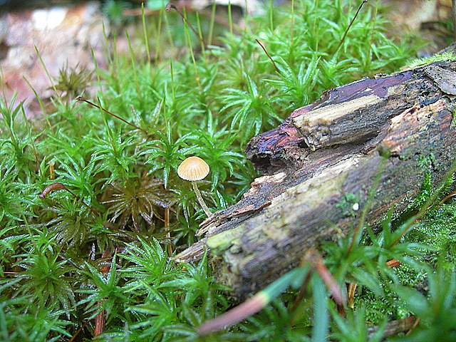 Funghi trasformisti , necrofili e sterili